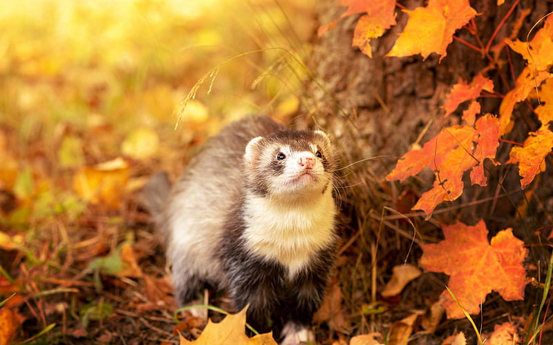 Ferret, autumn, bokeh, cute animals, wildlife, Mustela putorius furo, HD wallpaper