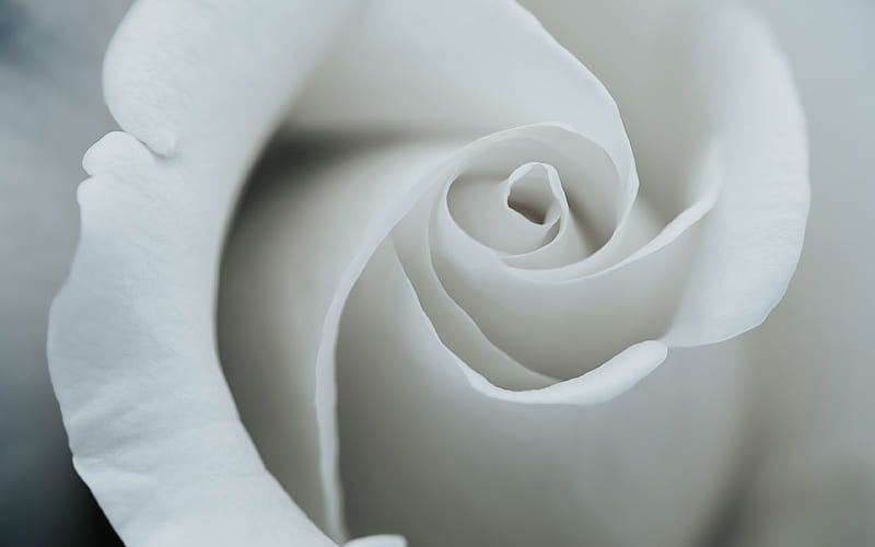 white rose, bud, close-up, white flowers, roses, HD wallpaper