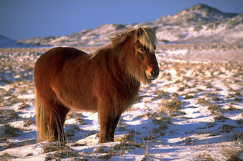 Iceland Pony, fuzzy, brown, pony, horse, iceland, winter, HD wallpaper