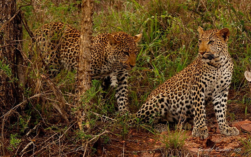 SPOTTED SIBLINGS, forest, leopards, savannah, africa, brothers, predators, bush, big five, wildlife, cats, HD wallpaper