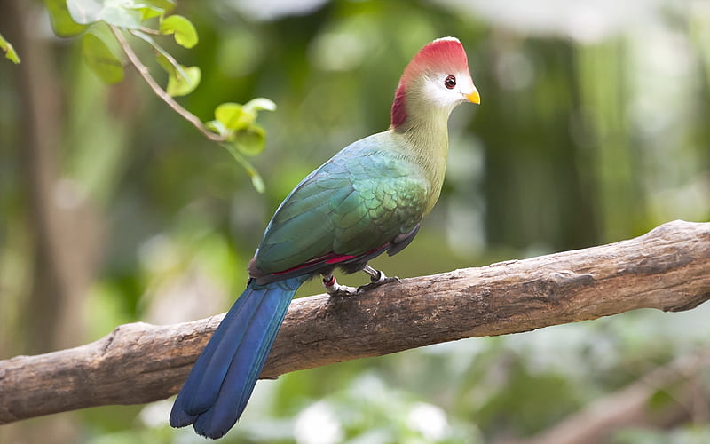 Red-crested Turaco, red crested turaco, pasari, pink, blue, bird, HD wallpaper