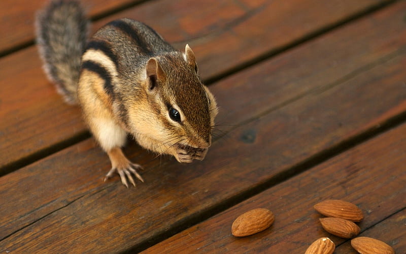 Greedy chipmunk eating almond - chipmunk 1, HD wallpaper