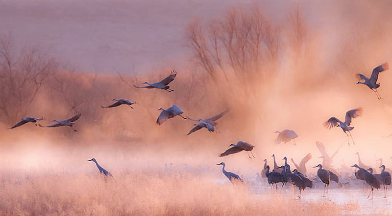 Misty wetlands, flight, wet lands, birds, morning, pink, mist, HD wallpaper