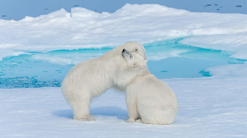 Polar Bears With Background Of Water And Ice Animals, HD wallpaper