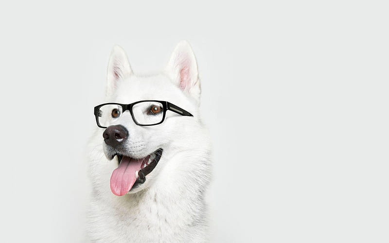 how intelligent are husky dogs