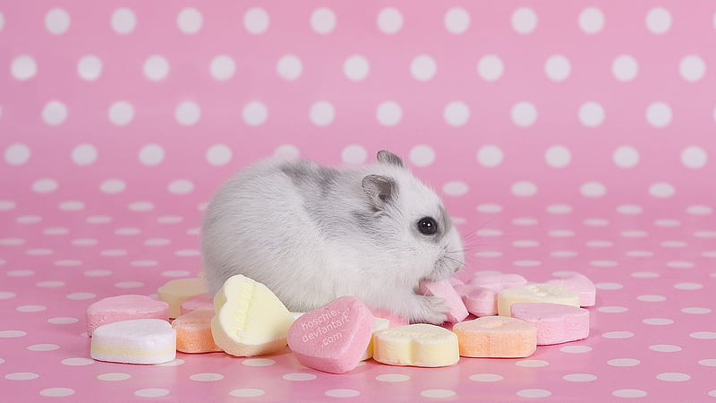 (✿◠‿◠) ✌, cute, hamster, pink, animal, HD wallpaper