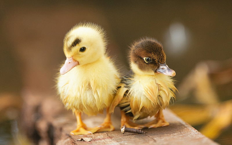 little ducks, birds, ducklings, cute animals, HD wallpaper