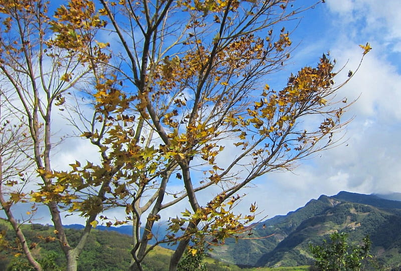 Maple Leaves, mountain, Leaves, Autumn, HD wallpaper