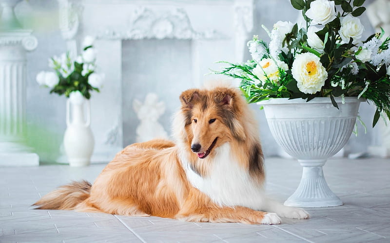 Collie, dogs, cute animals, domestic dog, flowers, pets, Collie Dog, HD wallpaper