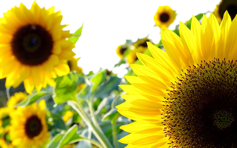 Summer Sunflower 2019 Nature Flower, HD wallpaper