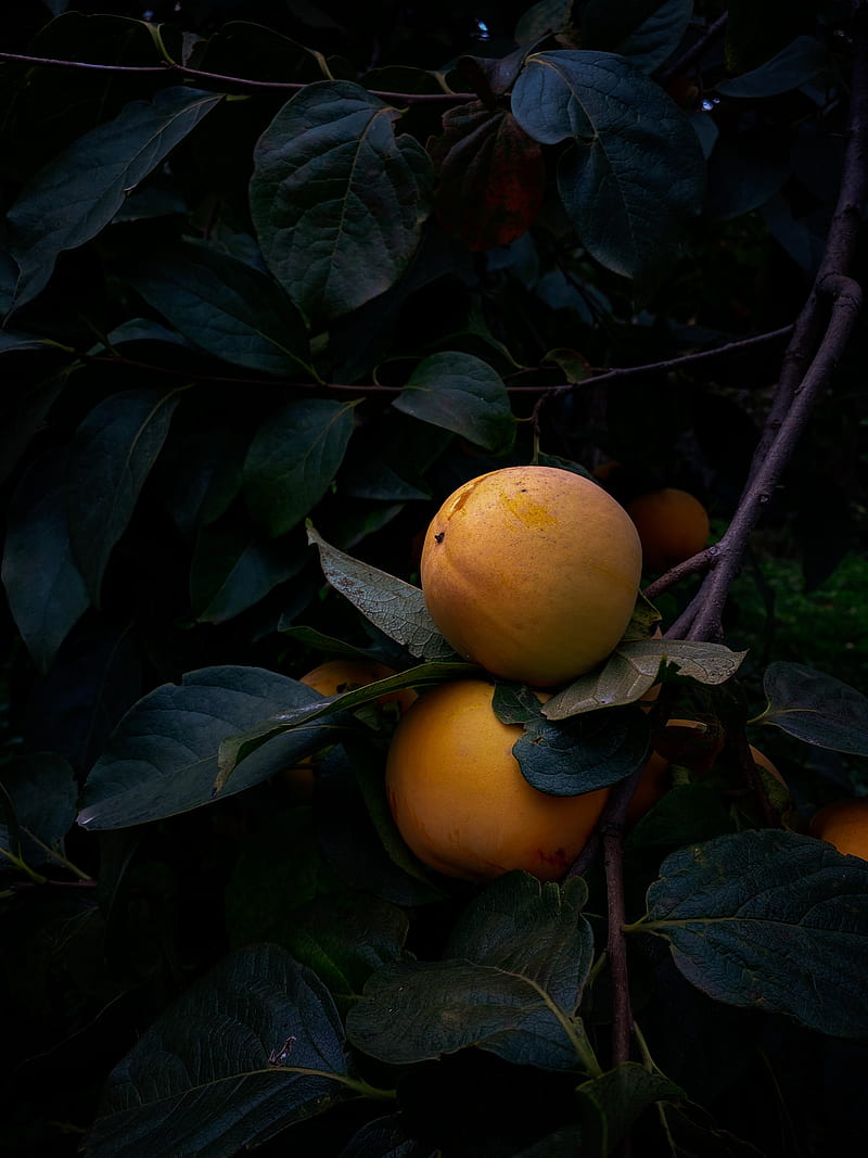 quince, fruit, yellow, branch, leaves, HD phone wallpaper