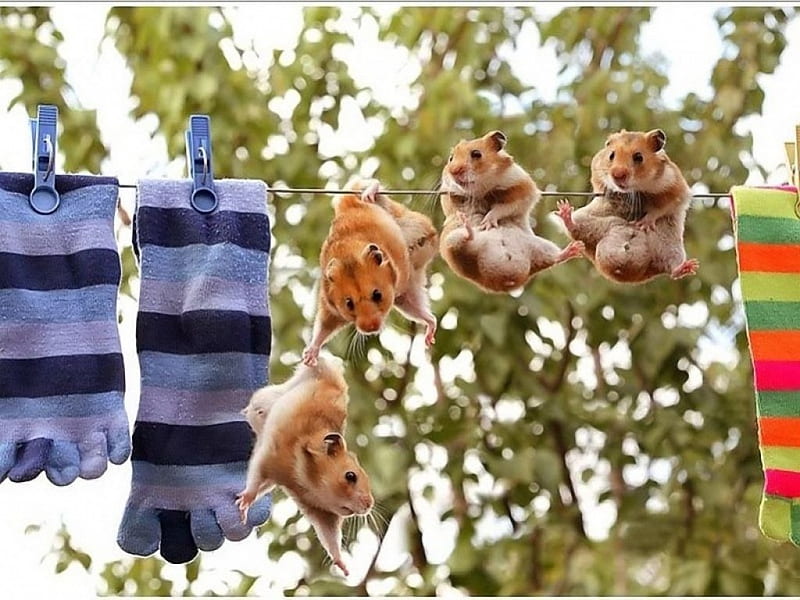 Wash Day, leaves, socks, hamsters, hanging, humour, clothes line, HD wallpaper