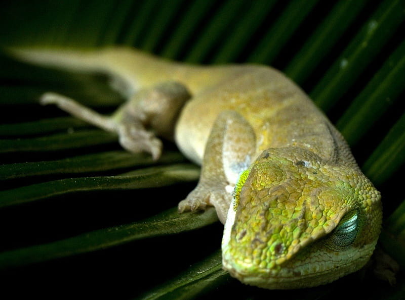 Sleeping Lizard, cute, lizard, dark, summer, sleepy, night, HD wallpaper