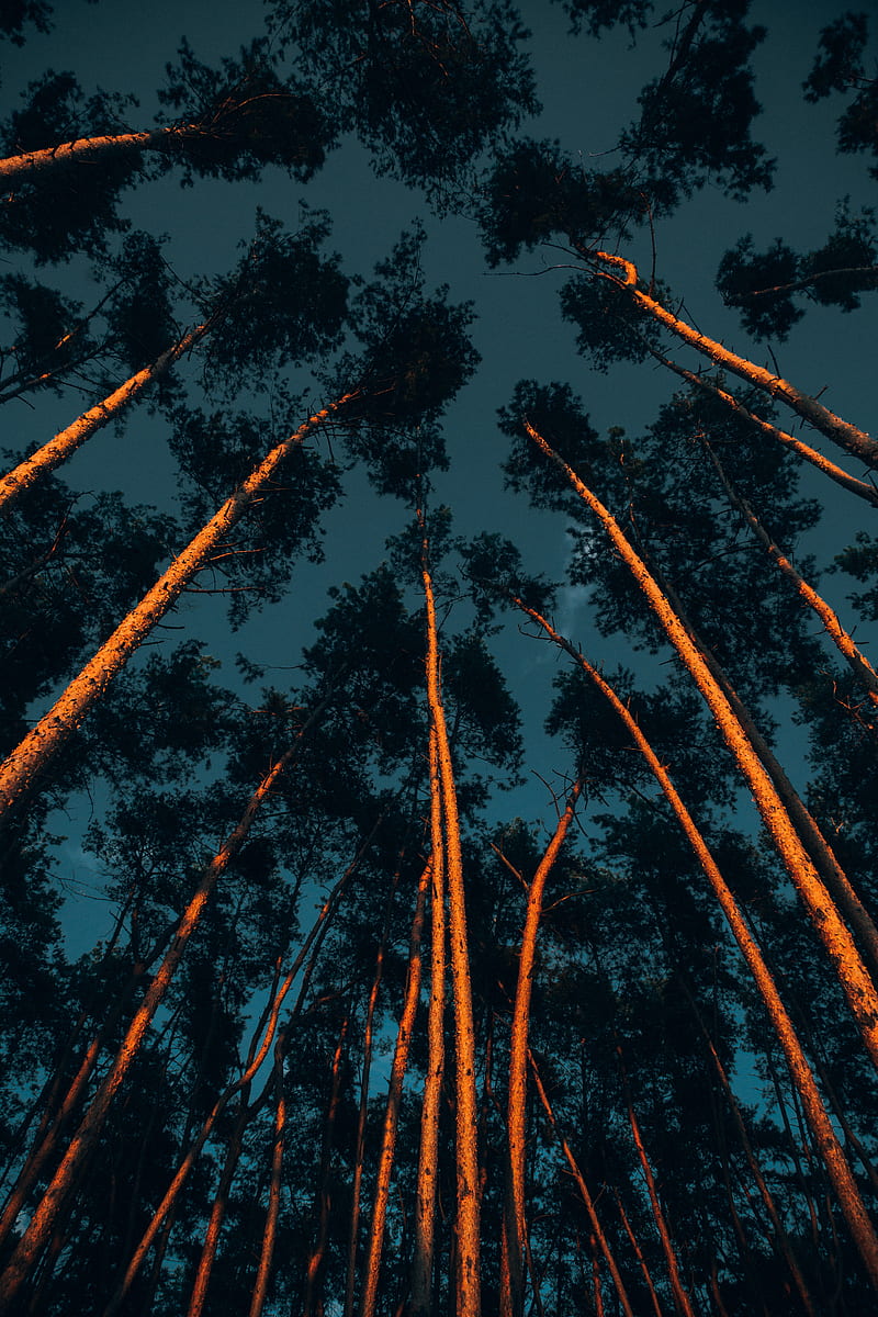 trees, trunks, crowns, treetops, forest, dark, HD phone wallpaper