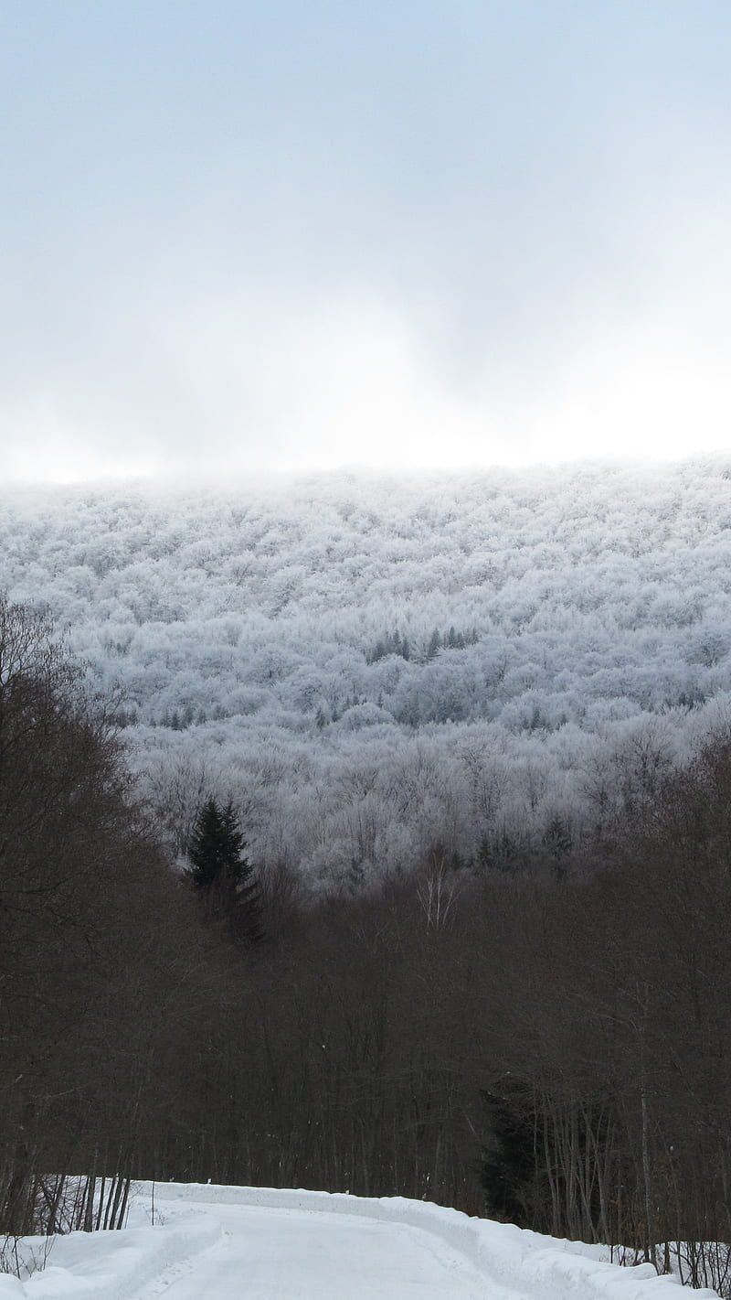Bieszczady, forest, mountains, poland, snow, winter, HD phone wallpaper