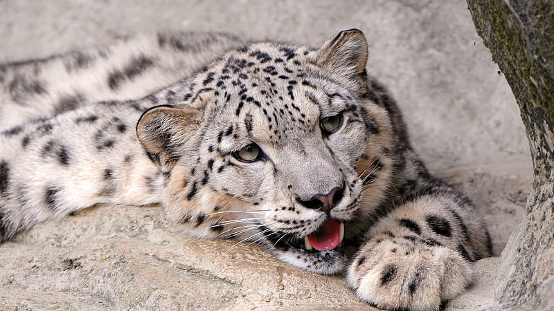 Snow Leopard, snow-leopard, animals, predator, HD wallpaper