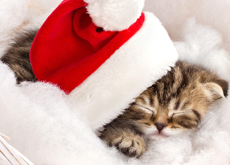 Christmas Cat, kitty, cat, xmas, cat face, merry christmas, magic christmasa, christmnas, kitten, HD wallpaper