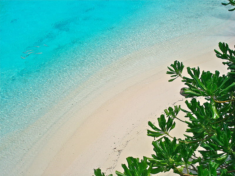 Beach and Lagoon Bora Bora, polynesia, sea, atoll, beach, turquoise, lagoon, bora bora, sand, aqua, blue, exotic, islands, clear, ocean, shallow, water, paradise, plants, island, tahiti, white, tropical, HD wallpaper