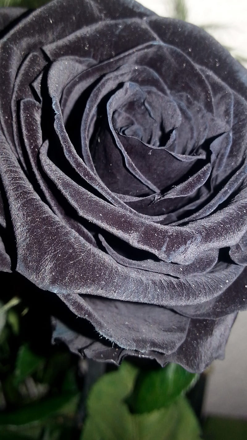 rose noir, black, flowers, noir, rose, HD phone wallpaper