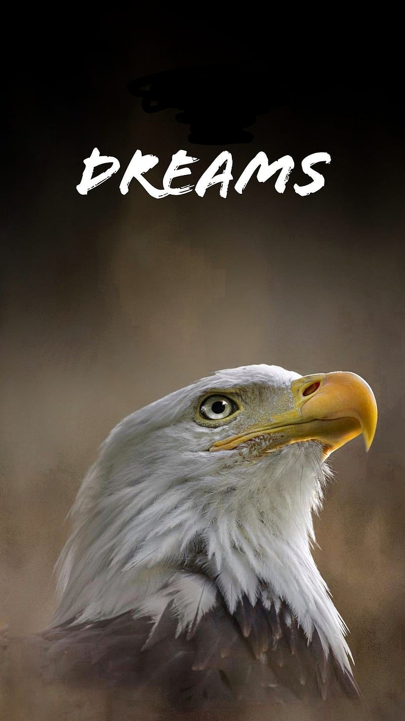 Big dreams, american, animal, bird, eagle, eagles, falcon, sayings, usa, HD phone wallpaper