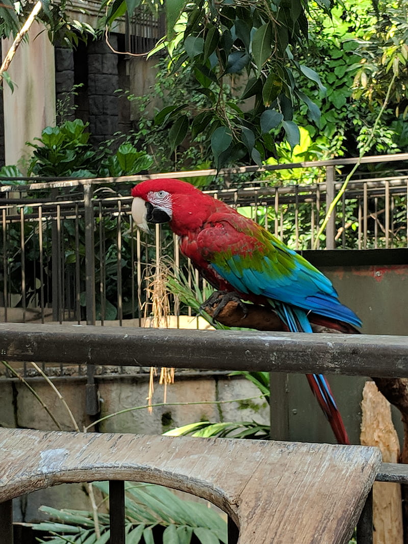 Macaw , bird, parrot, niagara falls, HD phone wallpaper