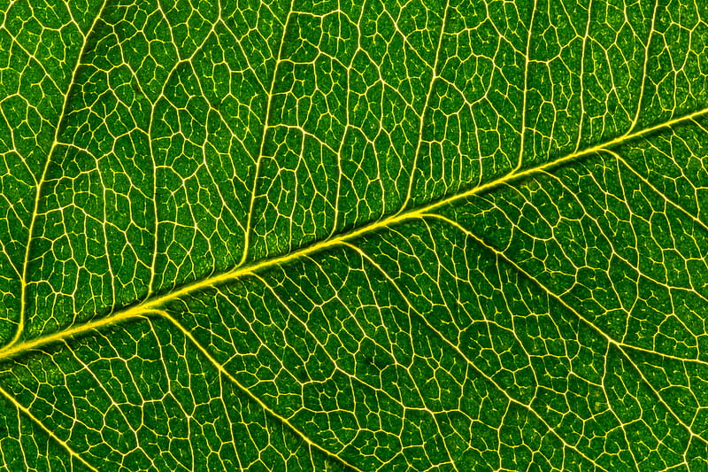 leaf, macro, pattern, cranny, HD wallpaper