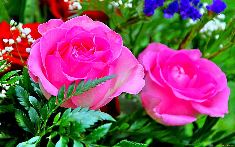 Pink rose, flowers, blooms, rose, pink, HD wallpaper | Peakpx