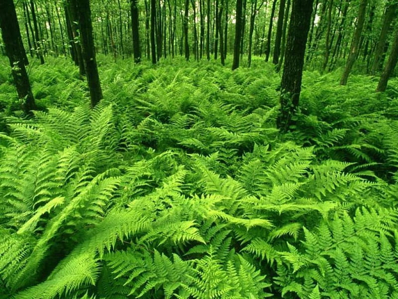 Forest with ferns, a, green, many, lot, HD wallpaper