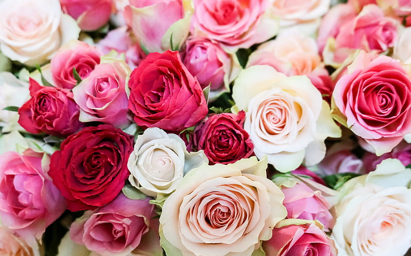 white and red roses, pink roses, background with roses, rose buds, large bouquet of roses, HD wallpaper