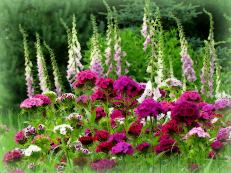 My garden, summer, garden, foxglove, green, HD wallpaper