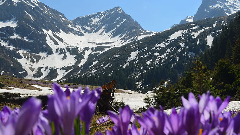 Early Spring in the Mountain, mountain, forest, snow, flowers, nature, spring, trees, HD wallpaper