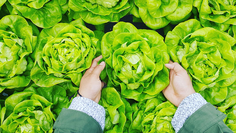person picking green cabbage, HD wallpaper