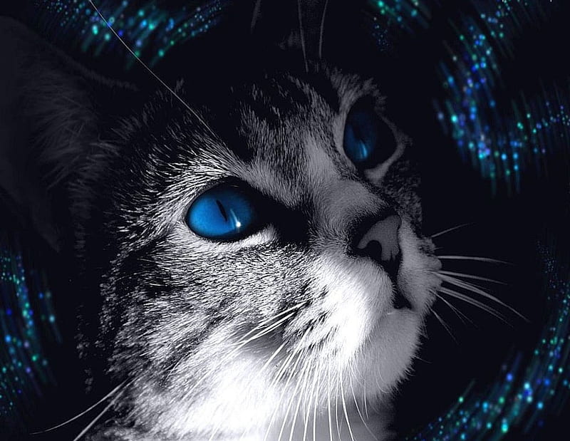 Cat blue eyes, cat, eyes, blue, animal, HD wallpaper | Peakpx