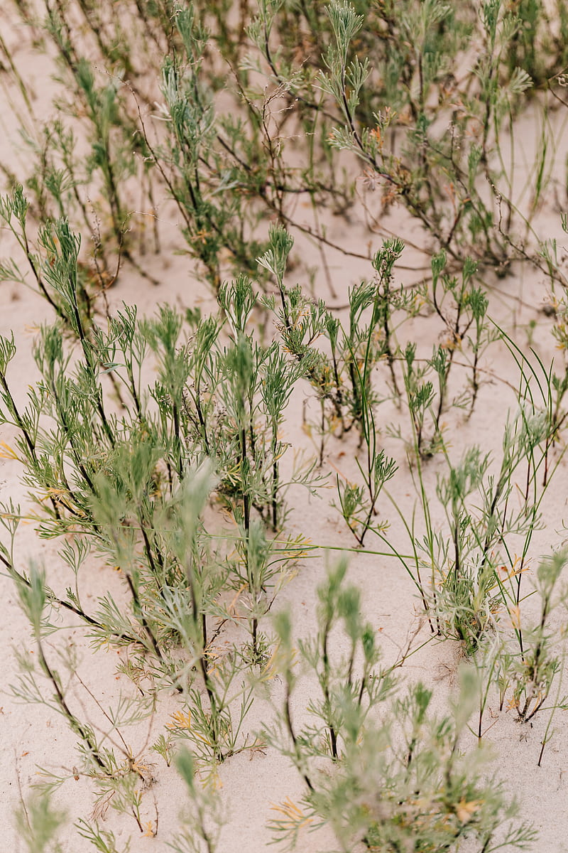 Green Grass on Brown Sand, HD phone wallpaper