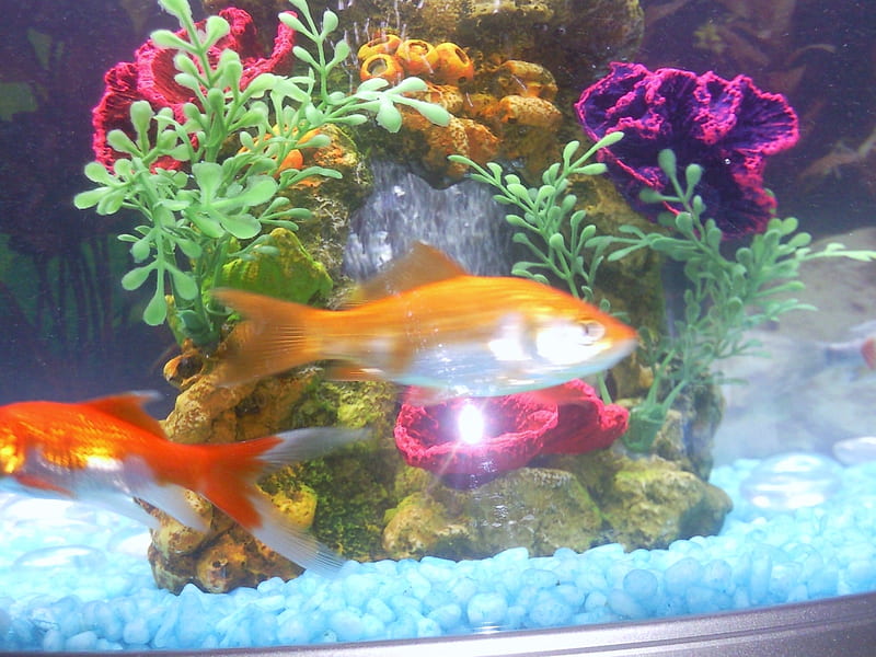 flashy fish, bubbles, cool, water, goldfish, HD wallpaper