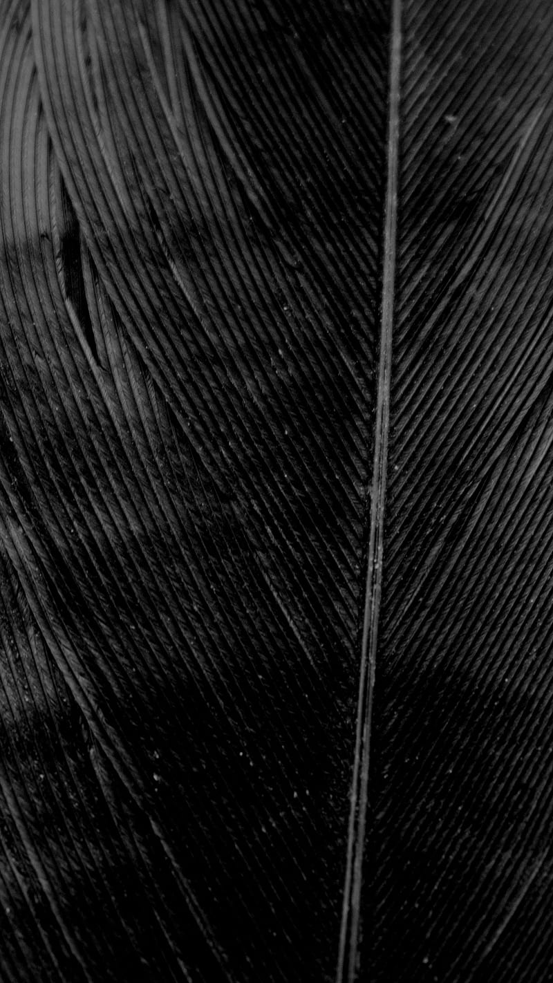 Black Feather, bird, crow, dark, lines, monochrome, simple, HD phone wallpaper
