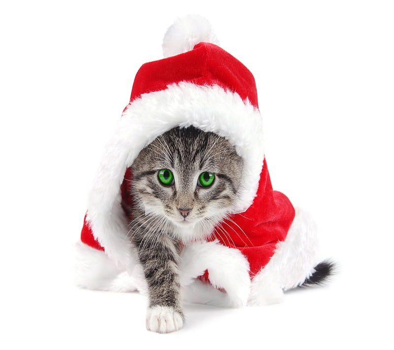 Cat, animals, christmas, green eyes, holiday, occasions, HD wallpaper