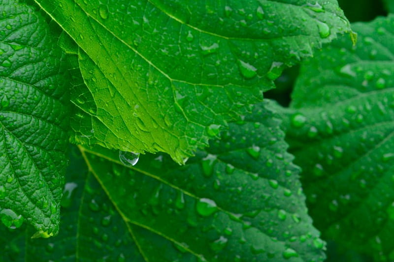 Green Day, rainy leaves, raindrop, leaves, green nature, rain, rainfall, HD wallpaper