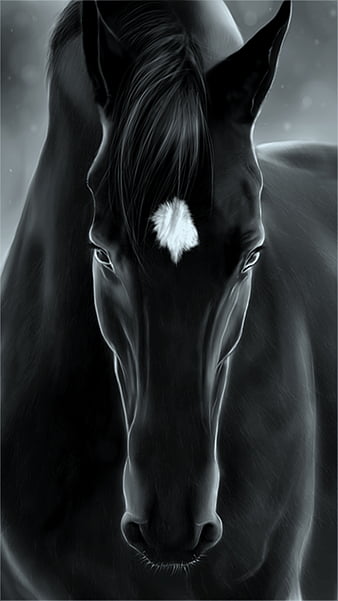 black horse wallpaper high resolution