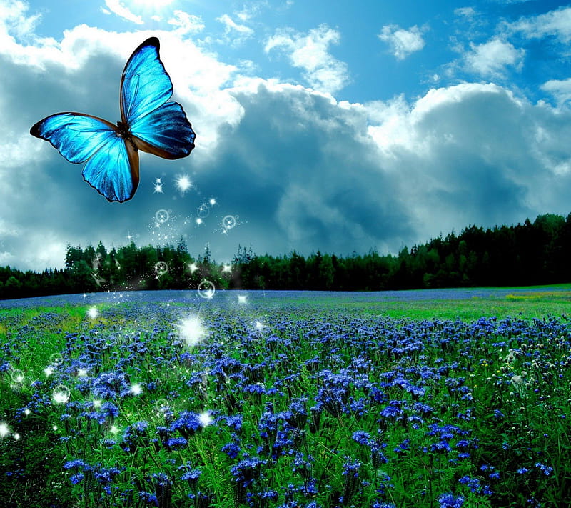 Butterfly glow butterfly, flowers, sky, blue, HD wallpaper