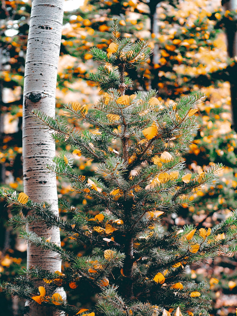 spruce, birch, trees, leaves, HD phone wallpaper