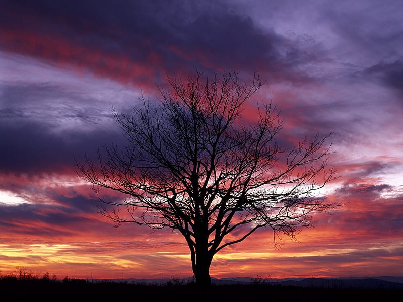 Colorful Sky, pretty, colorful, shenandoah, national, bonito, sunset, park, trees, sky, clouds, awesome, virginia, HD wallpaper