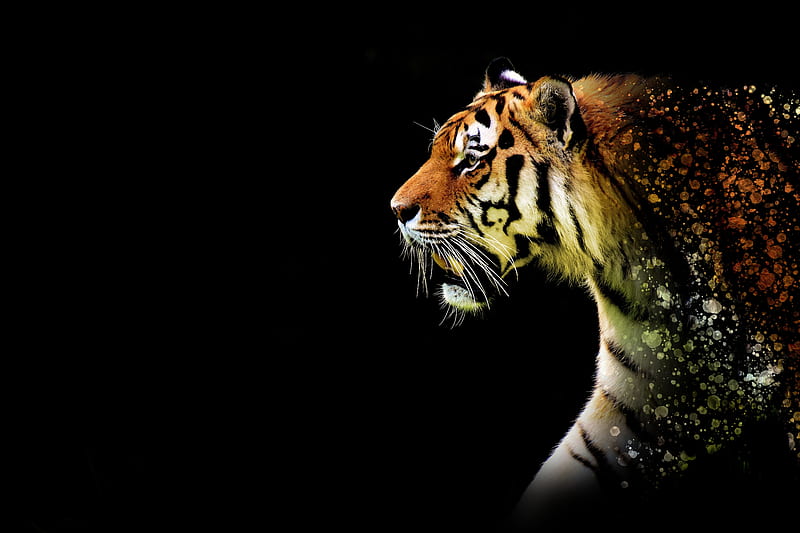 Tiger Abstract , tiger, animals, abstract, artwork, HD wallpaper