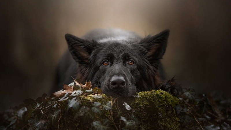 Black German Shepherd Pet Dog, HD wallpaper