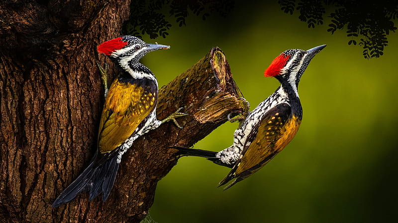 Two Red Yellow Black Woodpecker Birds Are Sitting On Wood Trunk In Green Background Birds, HD wallpaper