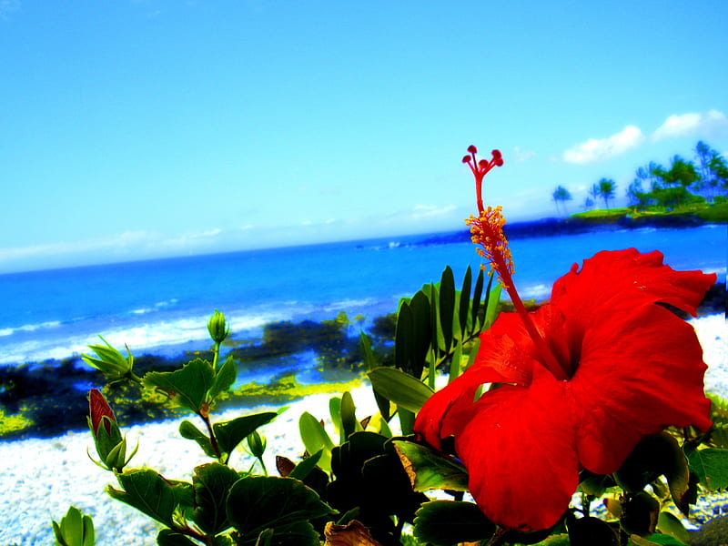 SUMMER BLOSSOM, beach, flower, summer, Hibiscus, sea, HD wallpaper
