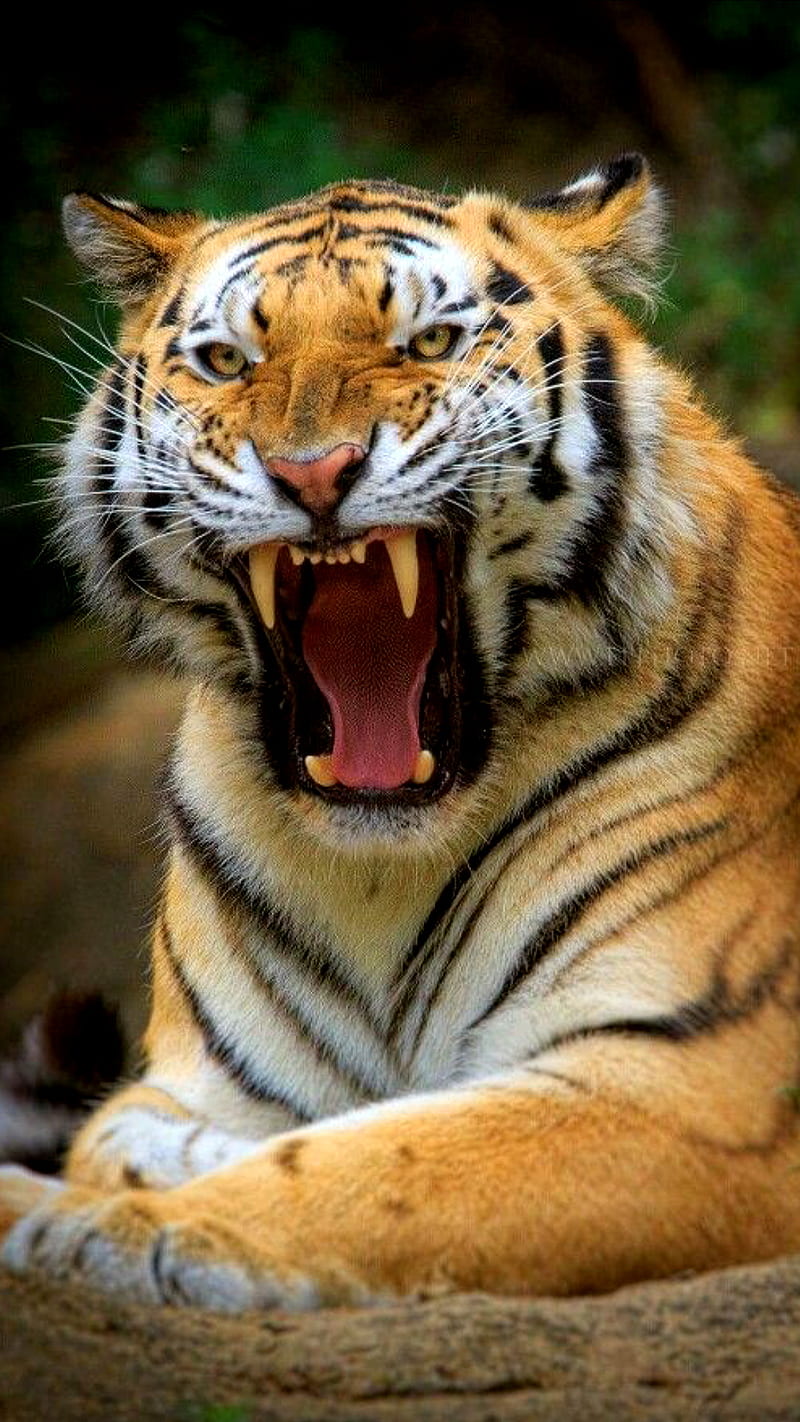 what a tiger, angry, animal, big, cats, mad, teeth, tigers, wild, HD phone wallpaper