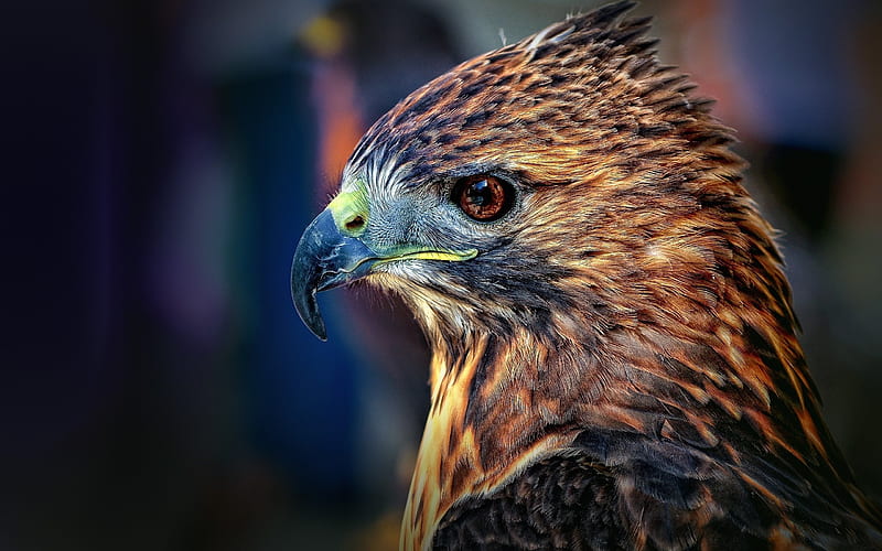Falcon, predatory bird, beautiful birds, HD wallpaper