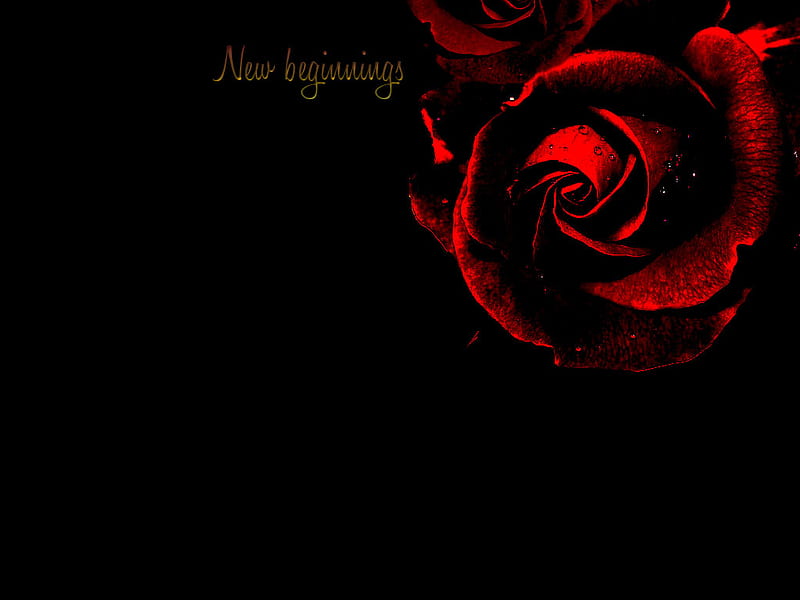 Rosas rojo oscuro, rosa roja, rosa, oscuro, flor, negro, rosas,  renacimiento, Fondo de pantalla HD | Peakpx