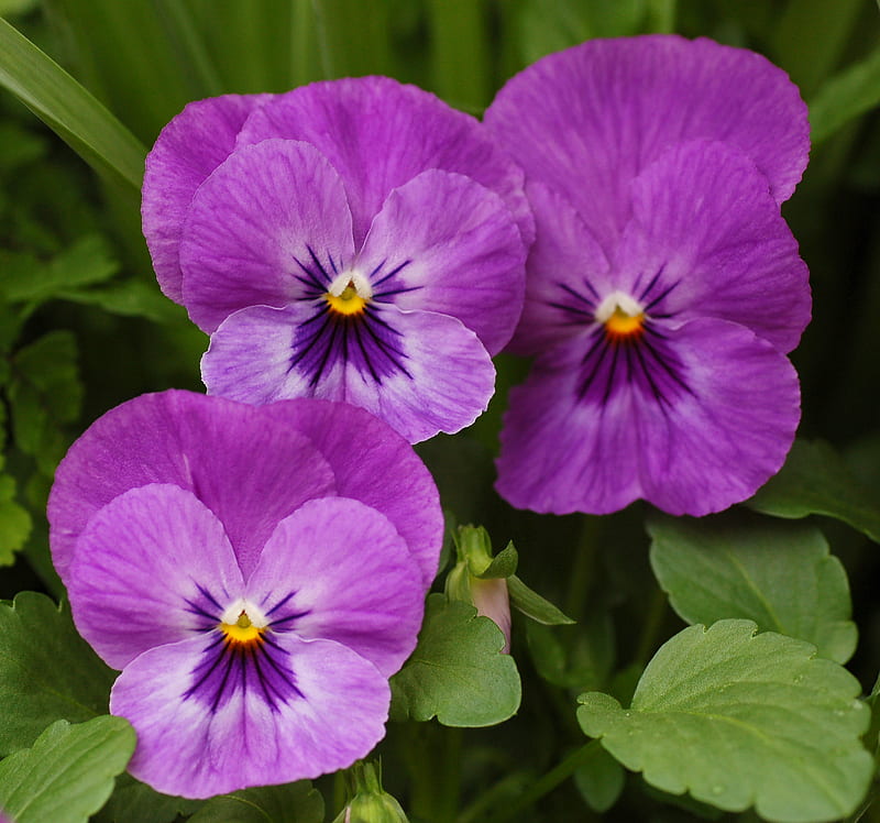 Purple Violas, flowers, pansy, purple, violas, HD wallpaper
